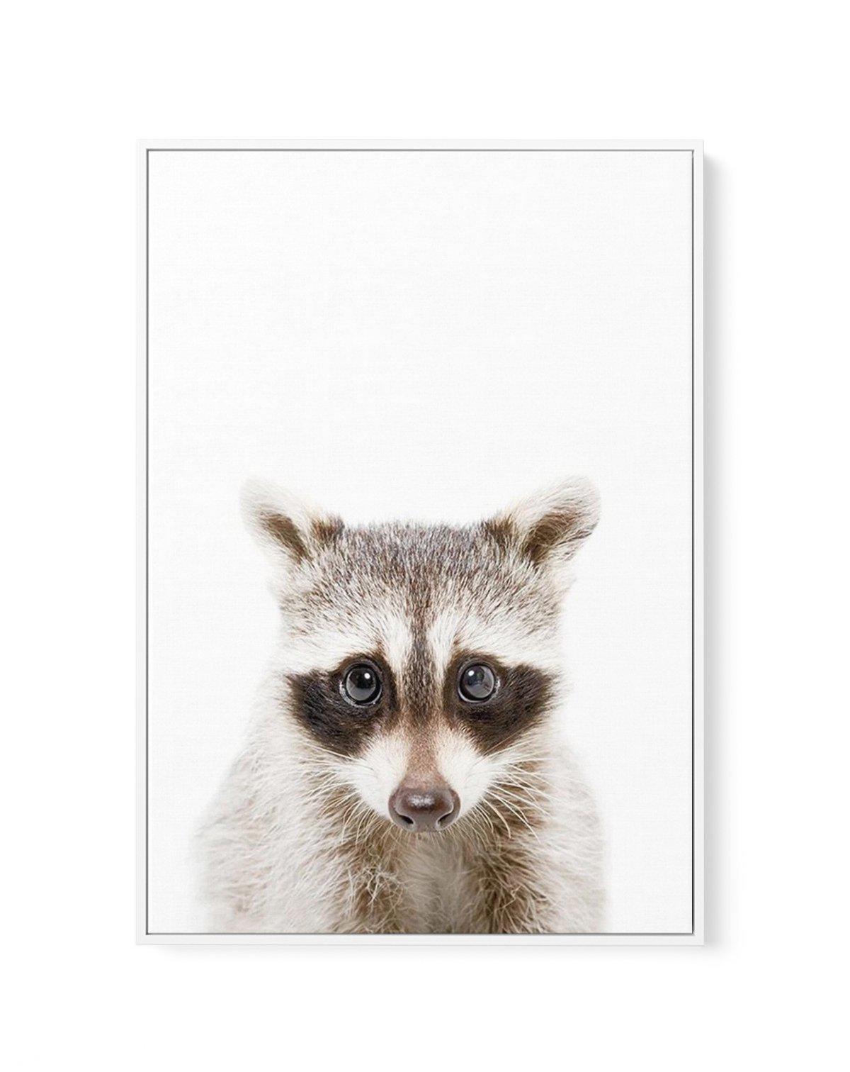 Little Raccoon | Framed Canvas-CANVAS-You can shop wall art online with Olive et Oriel for everything from abstract art to fun kids wall art. Our beautiful modern art prints and canvas art are available from large canvas prints to wall art paintings and our proudly Australian artwork collection offers only the highest quality framed large wall art and canvas art Australia - You can buy fashion photography prints or Hampton print posters and paintings on canvas from Olive et Oriel and have them d