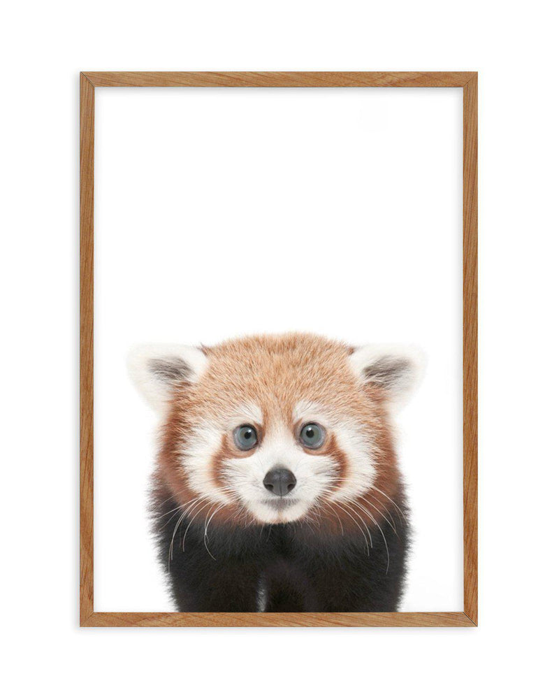 Little Red Panda Art Print-PRINT-Olive et Oriel-Olive et Oriel-Buy-Australian-Art-Prints-Online-with-Olive-et-Oriel-Your-Artwork-Specialists-Austrailia-Decorate-With-Coastal-Photo-Wall-Art-Prints-From-Our-Beach-House-Artwork-Collection-Fine-Poster-and-Framed-Artwork