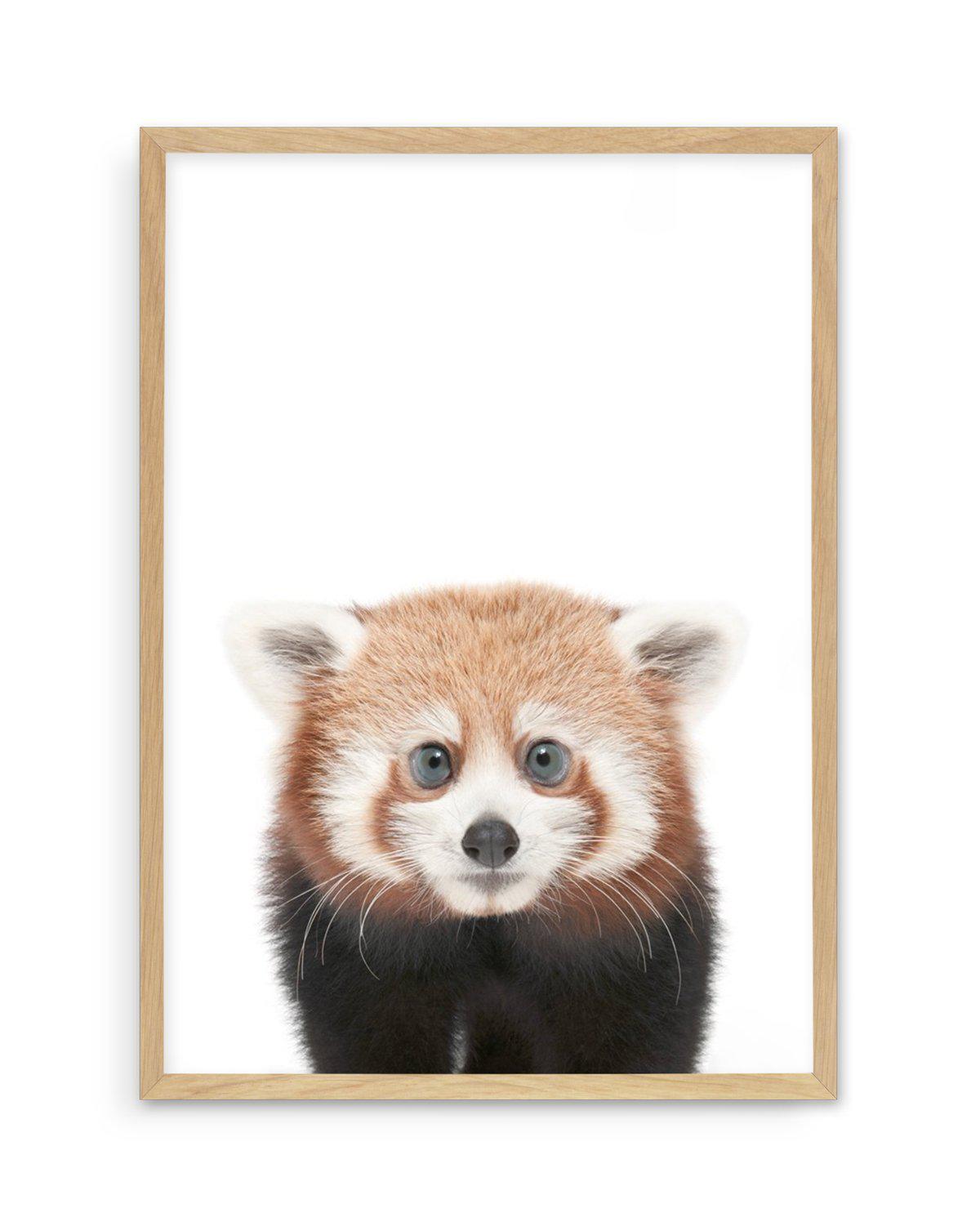 Little Red Panda Art Print-PRINT-Olive et Oriel-Olive et Oriel-A5 | 5.8" x 8.3" | 14.8 x 21cm-Oak-With White Border-Buy-Australian-Art-Prints-Online-with-Olive-et-Oriel-Your-Artwork-Specialists-Austrailia-Decorate-With-Coastal-Photo-Wall-Art-Prints-From-Our-Beach-House-Artwork-Collection-Fine-Poster-and-Framed-Artwork