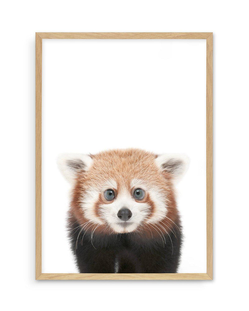 Little Red Panda Art Print-PRINT-Olive et Oriel-Olive et Oriel-A5 | 5.8" x 8.3" | 14.8 x 21cm-Oak-With White Border-Buy-Australian-Art-Prints-Online-with-Olive-et-Oriel-Your-Artwork-Specialists-Austrailia-Decorate-With-Coastal-Photo-Wall-Art-Prints-From-Our-Beach-House-Artwork-Collection-Fine-Poster-and-Framed-Artwork