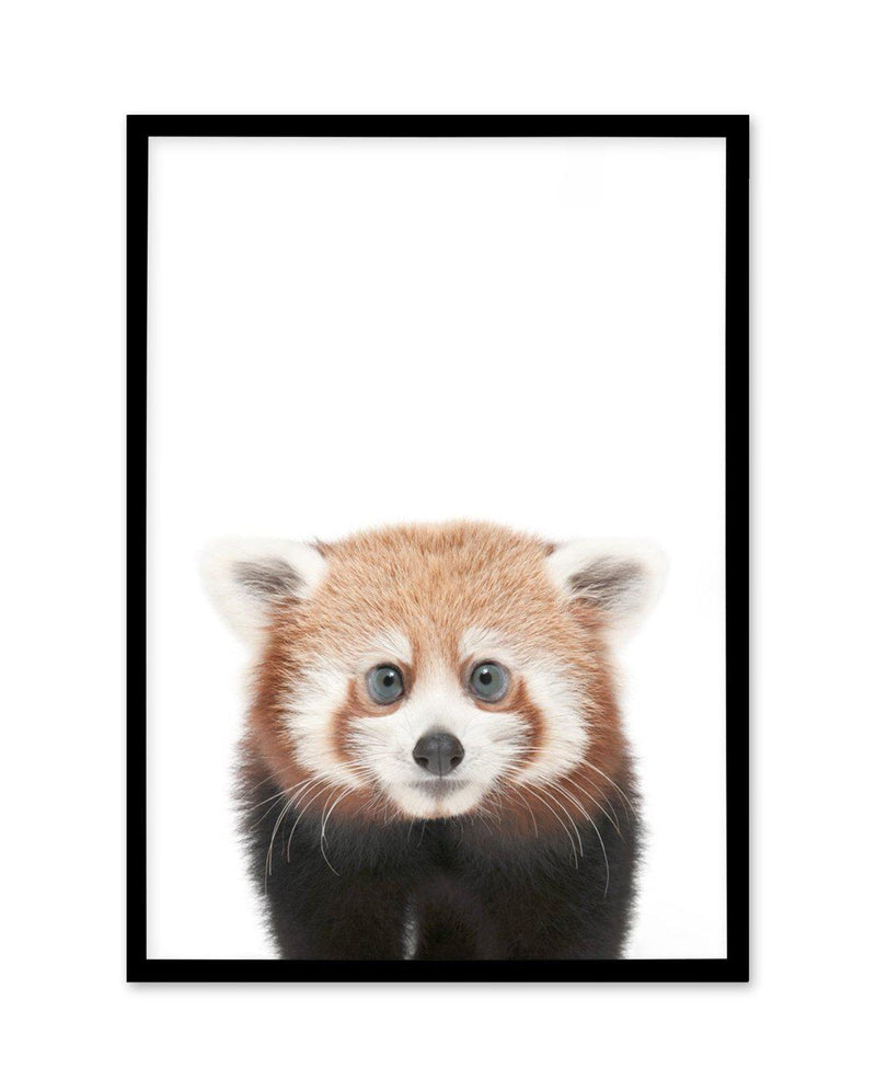 Little Red Panda Art Print-PRINT-Olive et Oriel-Olive et Oriel-A5 | 5.8" x 8.3" | 14.8 x 21cm-Black-With White Border-Buy-Australian-Art-Prints-Online-with-Olive-et-Oriel-Your-Artwork-Specialists-Austrailia-Decorate-With-Coastal-Photo-Wall-Art-Prints-From-Our-Beach-House-Artwork-Collection-Fine-Poster-and-Framed-Artwork