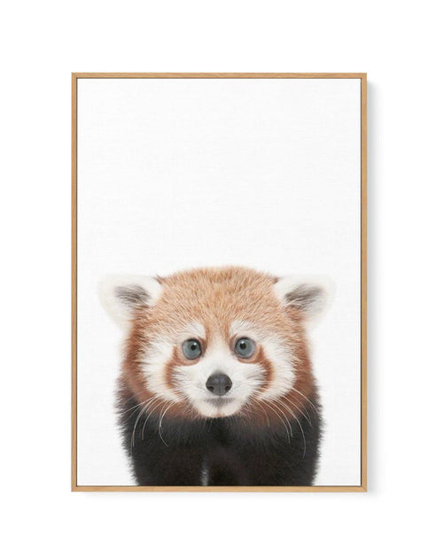 Little Red Panda | Framed Canvas-CANVAS-You can shop wall art online with Olive et Oriel for everything from abstract art to fun kids wall art. Our beautiful modern art prints and canvas art are available from large canvas prints to wall art paintings and our proudly Australian artwork collection offers only the highest quality framed large wall art and canvas art Australia - You can buy fashion photography prints or Hampton print posters and paintings on canvas from Olive et Oriel and have them
