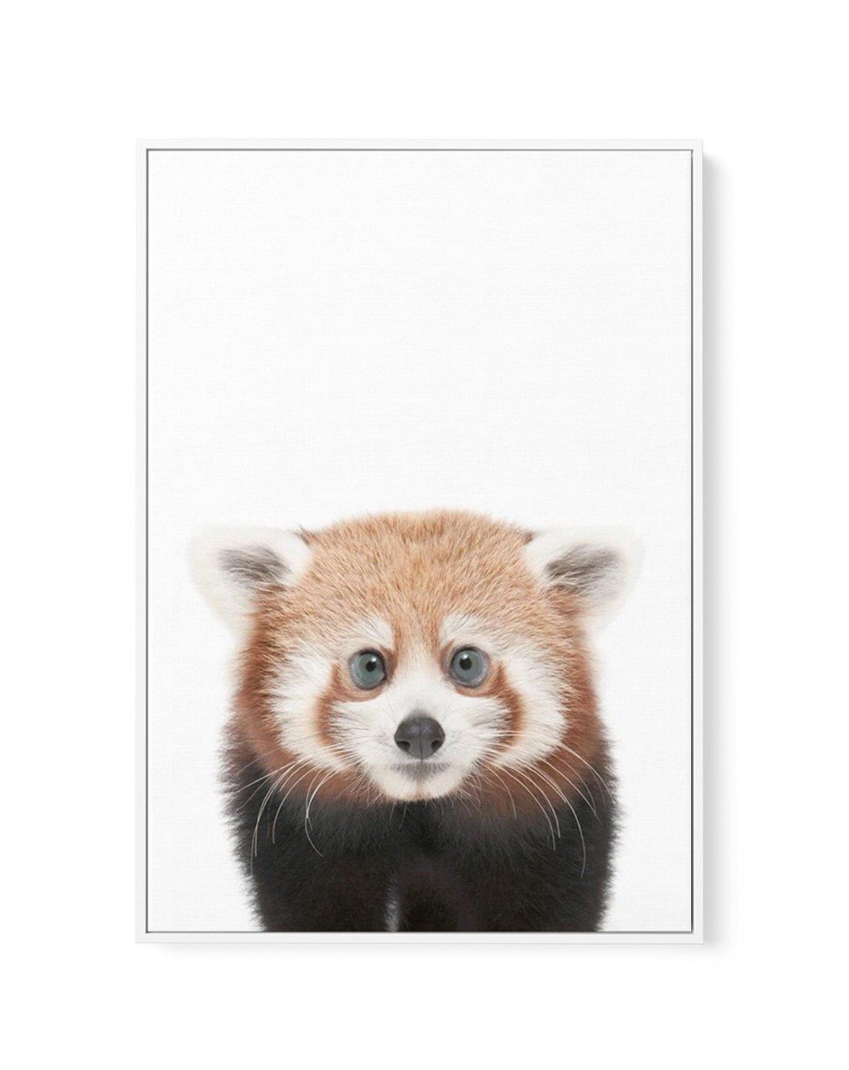 Little Red Panda | Framed Canvas-CANVAS-You can shop wall art online with Olive et Oriel for everything from abstract art to fun kids wall art. Our beautiful modern art prints and canvas art are available from large canvas prints to wall art paintings and our proudly Australian artwork collection offers only the highest quality framed large wall art and canvas art Australia - You can buy fashion photography prints or Hampton print posters and paintings on canvas from Olive et Oriel and have them