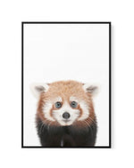 Little Red Panda | Framed Canvas-CANVAS-You can shop wall art online with Olive et Oriel for everything from abstract art to fun kids wall art. Our beautiful modern art prints and canvas art are available from large canvas prints to wall art paintings and our proudly Australian artwork collection offers only the highest quality framed large wall art and canvas art Australia - You can buy fashion photography prints or Hampton print posters and paintings on canvas from Olive et Oriel and have them