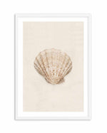 Little Seashell I Art Print-PRINT-Olive et Oriel-Olive et Oriel-A5 | 5.8" x 8.3" | 14.8 x 21cm-White-With White Border-Buy-Australian-Art-Prints-Online-with-Olive-et-Oriel-Your-Artwork-Specialists-Austrailia-Decorate-With-Coastal-Photo-Wall-Art-Prints-From-Our-Beach-House-Artwork-Collection-Fine-Poster-and-Framed-Artwork