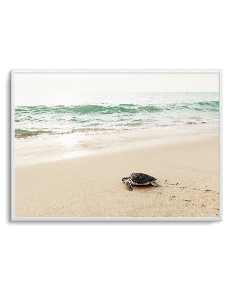 Little Turtle III Art Print-PRINT-Olive et Oriel-Olive et Oriel-Buy-Australian-Art-Prints-Online-with-Olive-et-Oriel-Your-Artwork-Specialists-Austrailia-Decorate-With-Coastal-Photo-Wall-Art-Prints-From-Our-Beach-House-Artwork-Collection-Fine-Poster-and-Framed-Artwork