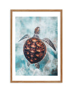Little Turtle Art Print-PRINT-Olive et Oriel-Olive et Oriel-50x70 cm | 19.6" x 27.5"-Walnut-With White Border-Buy-Australian-Art-Prints-Online-with-Olive-et-Oriel-Your-Artwork-Specialists-Austrailia-Decorate-With-Coastal-Photo-Wall-Art-Prints-From-Our-Beach-House-Artwork-Collection-Fine-Poster-and-Framed-Artwork