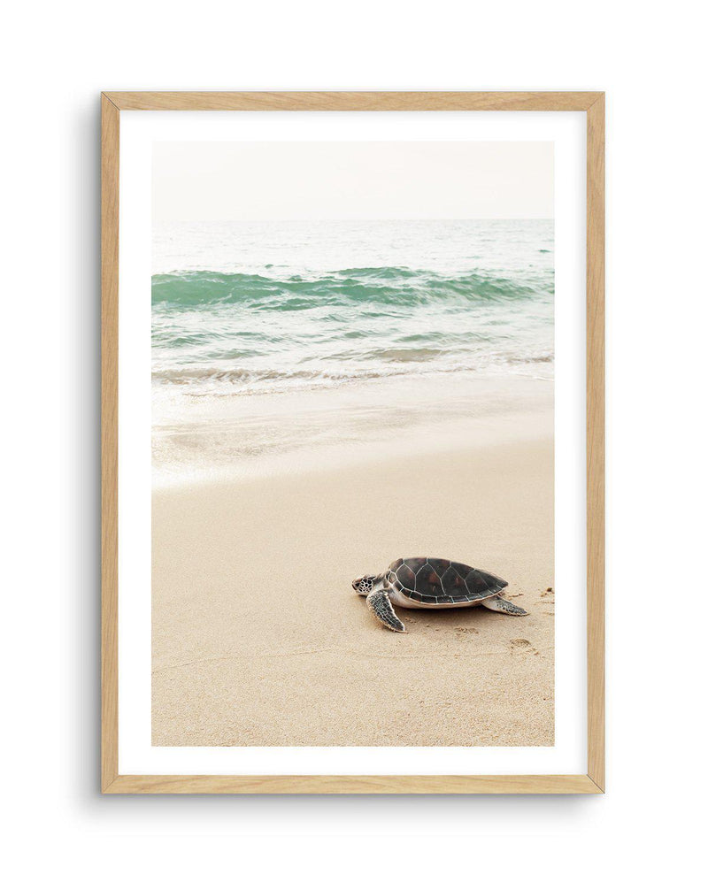 Little Turtle II Art Print-PRINT-Olive et Oriel-Olive et Oriel-A5 | 5.8" x 8.3" | 14.8 x 21cm-Oak-With White Border-Buy-Australian-Art-Prints-Online-with-Olive-et-Oriel-Your-Artwork-Specialists-Austrailia-Decorate-With-Coastal-Photo-Wall-Art-Prints-From-Our-Beach-House-Artwork-Collection-Fine-Poster-and-Framed-Artwork