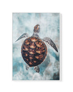 Little Turtle | Framed Canvas-CANVAS-You can shop wall art online with Olive et Oriel for everything from abstract art to fun kids wall art. Our beautiful modern art prints and canvas art are available from large canvas prints to wall art paintings and our proudly Australian artwork collection offers only the highest quality framed large wall art and canvas art Australia - You can buy fashion photography prints or Hampton print posters and paintings on canvas from Olive et Oriel and have them de