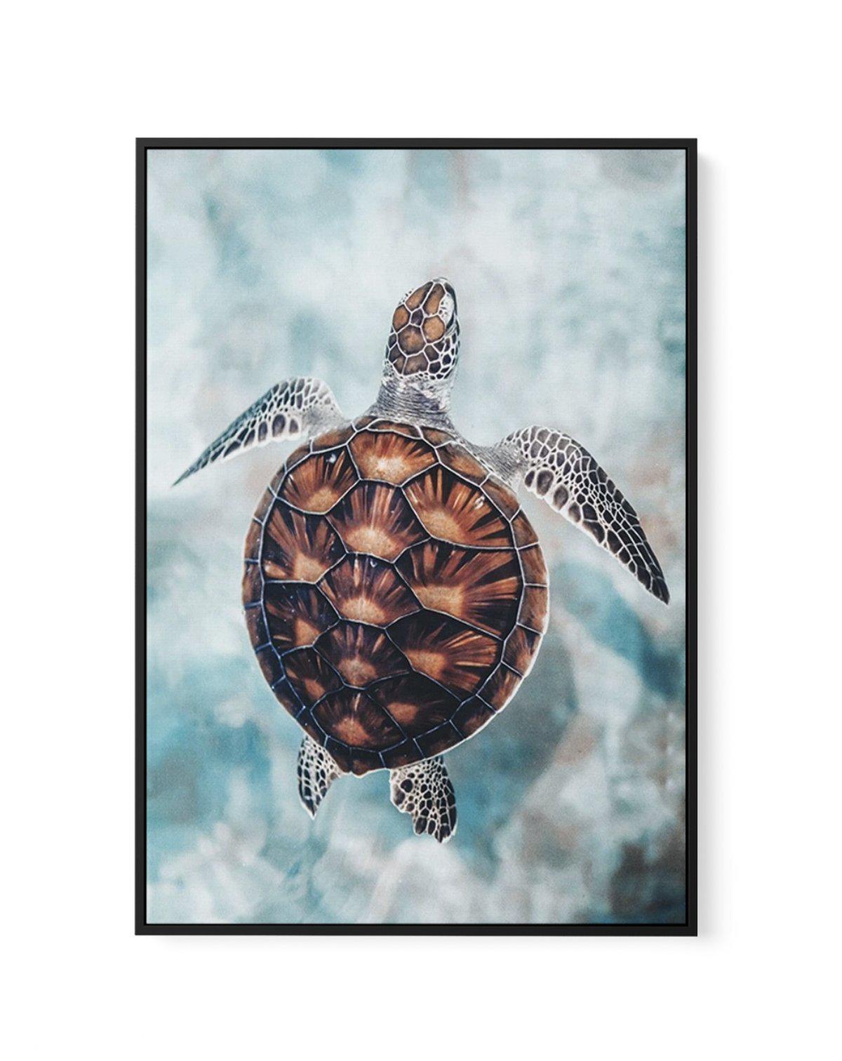 Little Turtle | Framed Canvas-CANVAS-You can shop wall art online with Olive et Oriel for everything from abstract art to fun kids wall art. Our beautiful modern art prints and canvas art are available from large canvas prints to wall art paintings and our proudly Australian artwork collection offers only the highest quality framed large wall art and canvas art Australia - You can buy fashion photography prints or Hampton print posters and paintings on canvas from Olive et Oriel and have them de