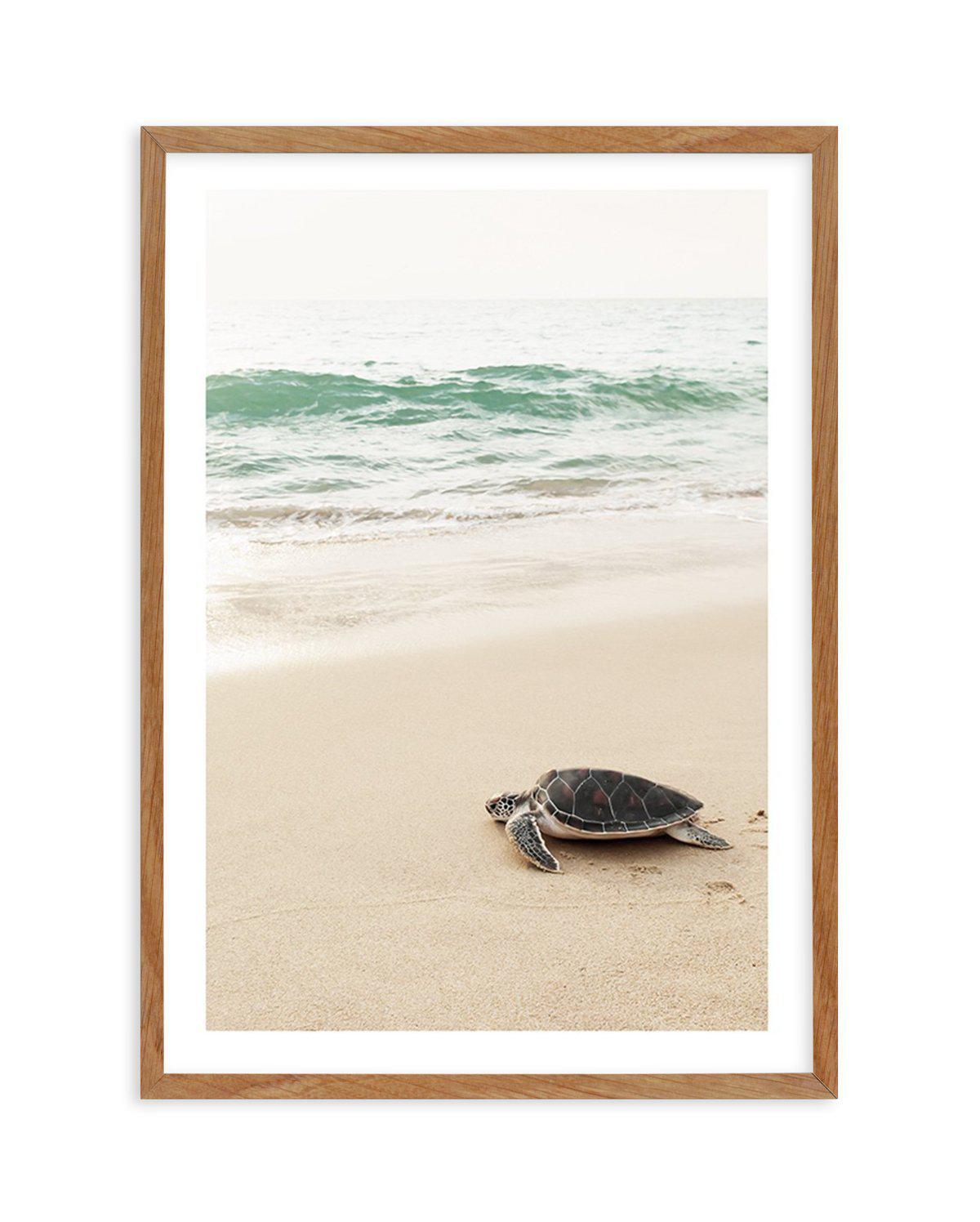 Little Turtle II Art Print-PRINT-Olive et Oriel-Olive et Oriel-Buy-Australian-Art-Prints-Online-with-Olive-et-Oriel-Your-Artwork-Specialists-Austrailia-Decorate-With-Coastal-Photo-Wall-Art-Prints-From-Our-Beach-House-Artwork-Collection-Fine-Poster-and-Framed-Artwork