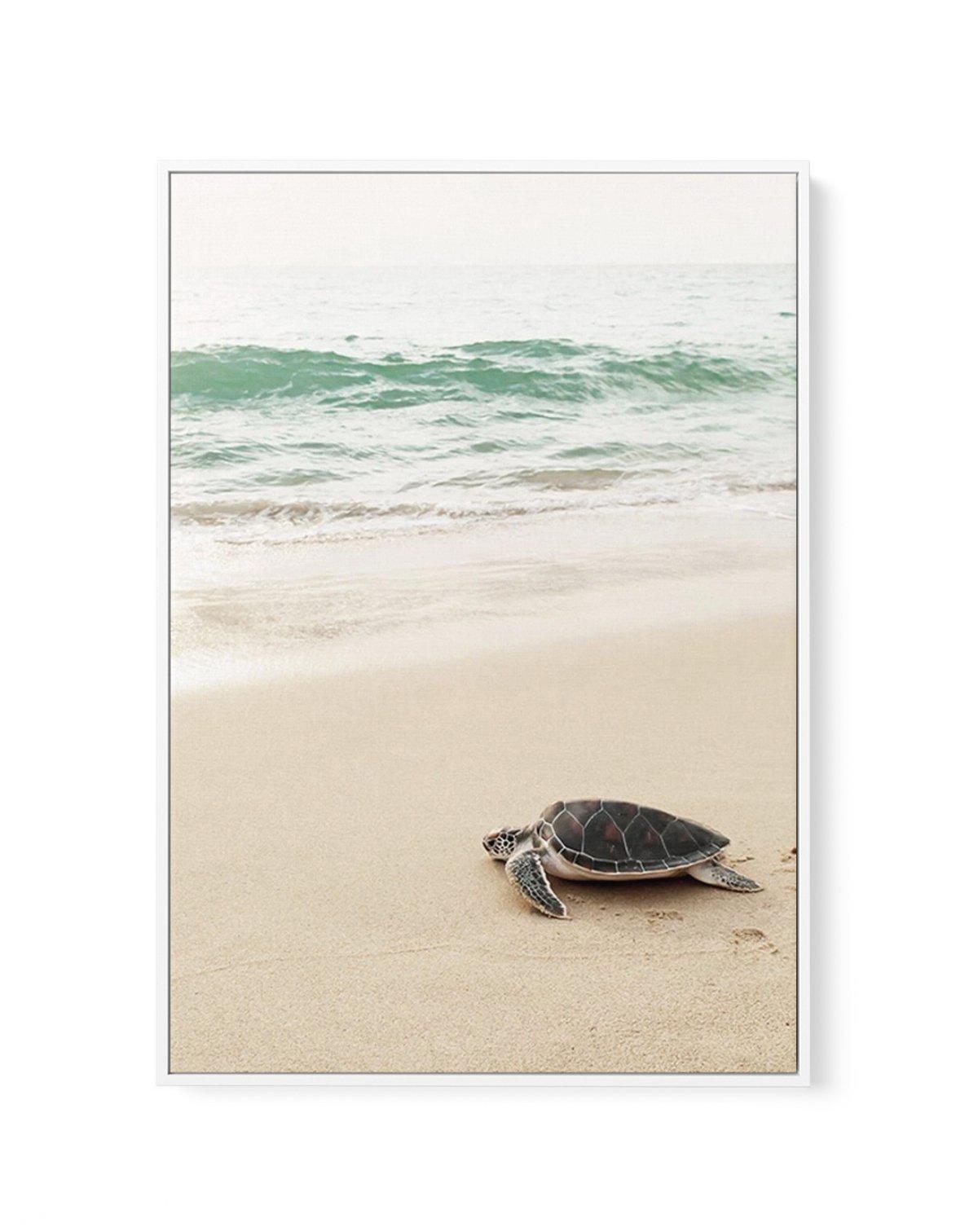 Little Turtle II | Framed Canvas-CANVAS-You can shop wall art online with Olive et Oriel for everything from abstract art to fun kids wall art. Our beautiful modern art prints and canvas art are available from large canvas prints to wall art paintings and our proudly Australian artwork collection offers only the highest quality framed large wall art and canvas art Australia - You can buy fashion photography prints or Hampton print posters and paintings on canvas from Olive et Oriel and have them