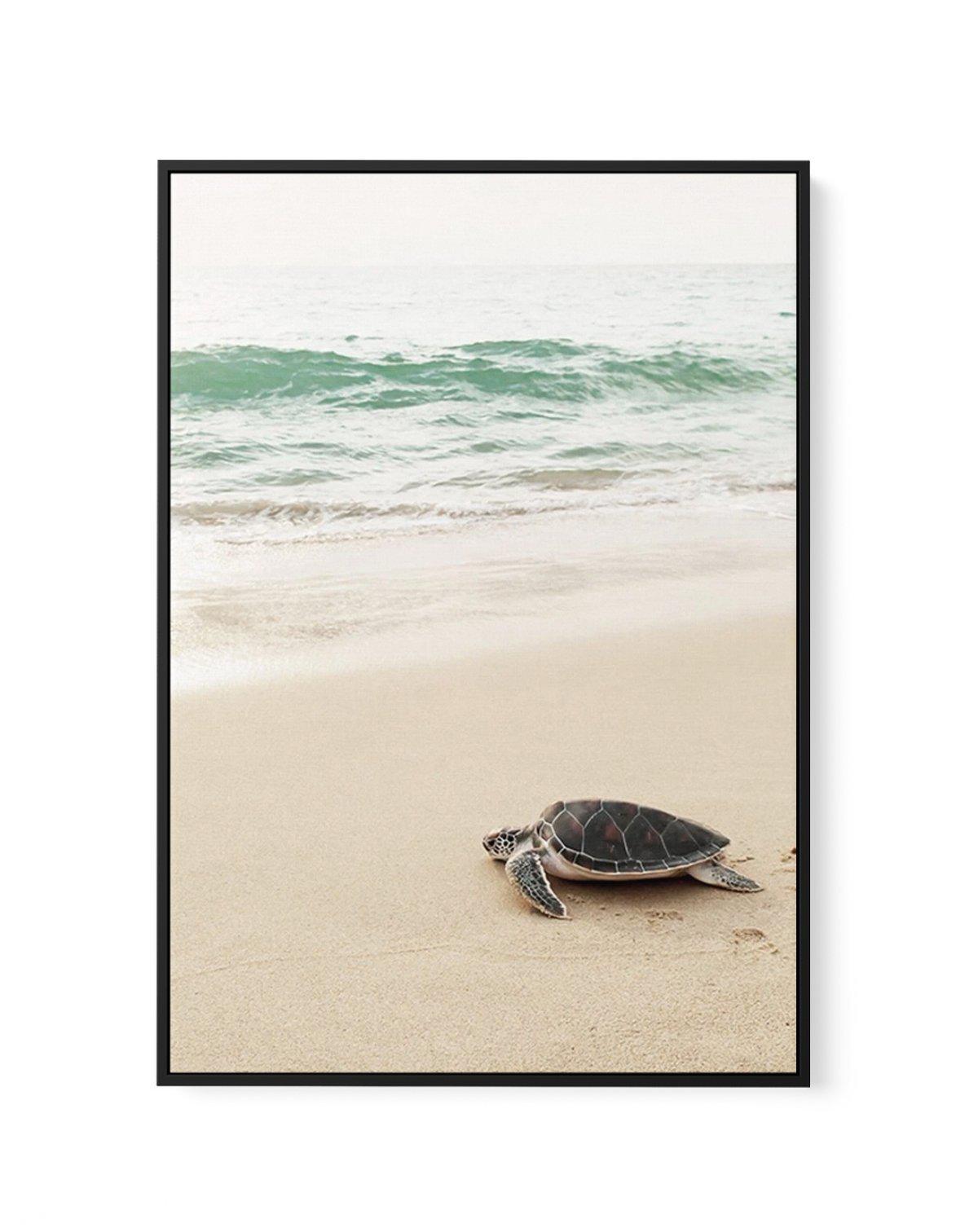 Little Turtle II | Framed Canvas-CANVAS-You can shop wall art online with Olive et Oriel for everything from abstract art to fun kids wall art. Our beautiful modern art prints and canvas art are available from large canvas prints to wall art paintings and our proudly Australian artwork collection offers only the highest quality framed large wall art and canvas art Australia - You can buy fashion photography prints or Hampton print posters and paintings on canvas from Olive et Oriel and have them