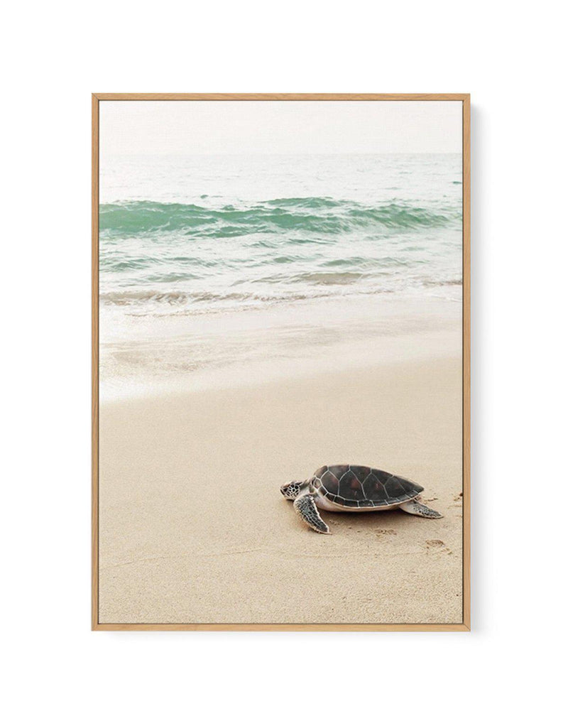 Little Turtle II | Framed Canvas-CANVAS-You can shop wall art online with Olive et Oriel for everything from abstract art to fun kids wall art. Our beautiful modern art prints and canvas art are available from large canvas prints to wall art paintings and our proudly Australian artwork collection offers only the highest quality framed large wall art and canvas art Australia - You can buy fashion photography prints or Hampton print posters and paintings on canvas from Olive et Oriel and have them