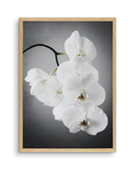 L'ombre Orchid Art Print-PRINT-Olive et Oriel-Olive et Oriel-A5 | 5.8" x 8.3" | 14.8 x 21cm-Oak-With White Border-Buy-Australian-Art-Prints-Online-with-Olive-et-Oriel-Your-Artwork-Specialists-Austrailia-Decorate-With-Coastal-Photo-Wall-Art-Prints-From-Our-Beach-House-Artwork-Collection-Fine-Poster-and-Framed-Artwork