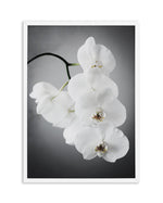 L'ombre Orchid Art Print-PRINT-Olive et Oriel-Olive et Oriel-A5 | 5.8" x 8.3" | 14.8 x 21cm-White-With White Border-Buy-Australian-Art-Prints-Online-with-Olive-et-Oriel-Your-Artwork-Specialists-Austrailia-Decorate-With-Coastal-Photo-Wall-Art-Prints-From-Our-Beach-House-Artwork-Collection-Fine-Poster-and-Framed-Artwork