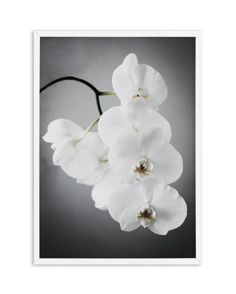 L'ombre Orchid Art Print-PRINT-Olive et Oriel-Olive et Oriel-A5 | 5.8" x 8.3" | 14.8 x 21cm-White-With White Border-Buy-Australian-Art-Prints-Online-with-Olive-et-Oriel-Your-Artwork-Specialists-Austrailia-Decorate-With-Coastal-Photo-Wall-Art-Prints-From-Our-Beach-House-Artwork-Collection-Fine-Poster-and-Framed-Artwork