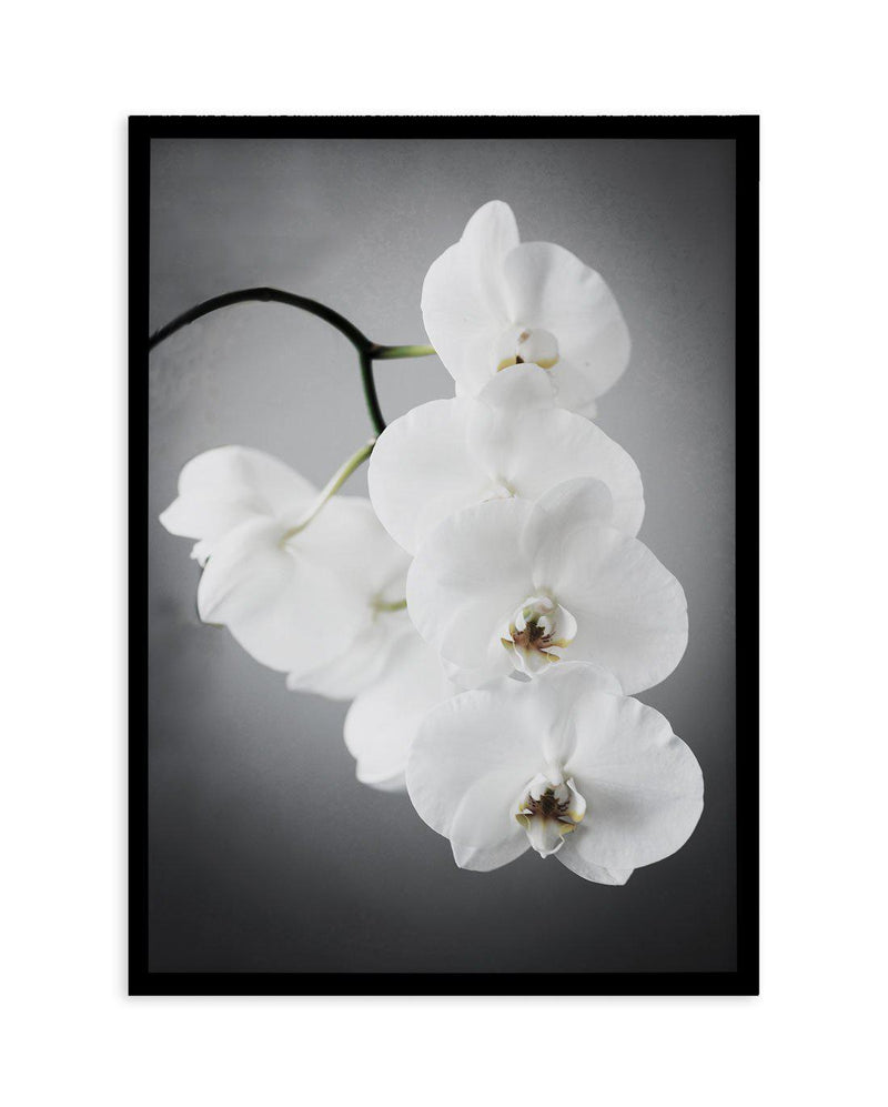 L'ombre Orchid Art Print-PRINT-Olive et Oriel-Olive et Oriel-A5 | 5.8" x 8.3" | 14.8 x 21cm-Black-With White Border-Buy-Australian-Art-Prints-Online-with-Olive-et-Oriel-Your-Artwork-Specialists-Austrailia-Decorate-With-Coastal-Photo-Wall-Art-Prints-From-Our-Beach-House-Artwork-Collection-Fine-Poster-and-Framed-Artwork