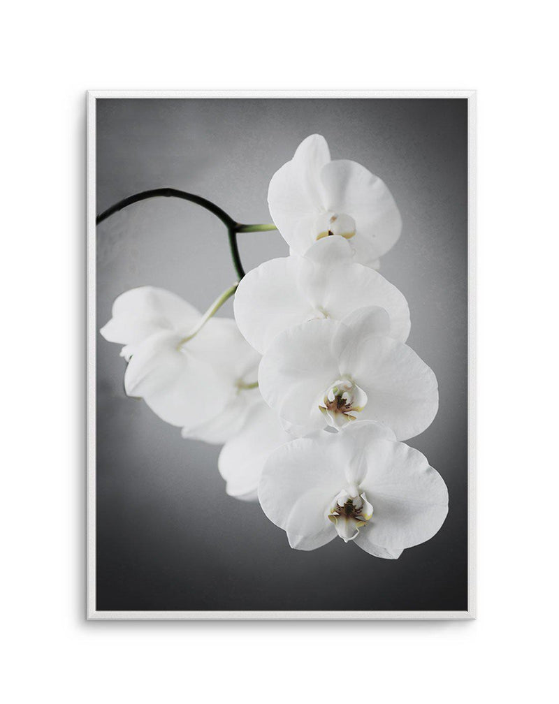 L'ombre Orchid Art Print-PRINT-Olive et Oriel-Olive et Oriel-A5 | 5.8" x 8.3" | 14.8 x 21cm-Unframed Art Print-With White Border-Buy-Australian-Art-Prints-Online-with-Olive-et-Oriel-Your-Artwork-Specialists-Austrailia-Decorate-With-Coastal-Photo-Wall-Art-Prints-From-Our-Beach-House-Artwork-Collection-Fine-Poster-and-Framed-Artwork