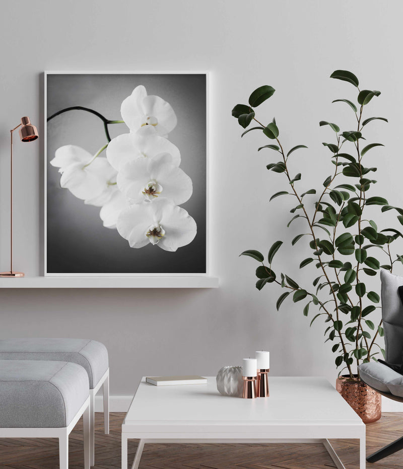 L'ombre Orchid Art Print-PRINT-Olive et Oriel-Olive et Oriel-Buy-Australian-Art-Prints-Online-with-Olive-et-Oriel-Your-Artwork-Specialists-Austrailia-Decorate-With-Coastal-Photo-Wall-Art-Prints-From-Our-Beach-House-Artwork-Collection-Fine-Poster-and-Framed-Artwork