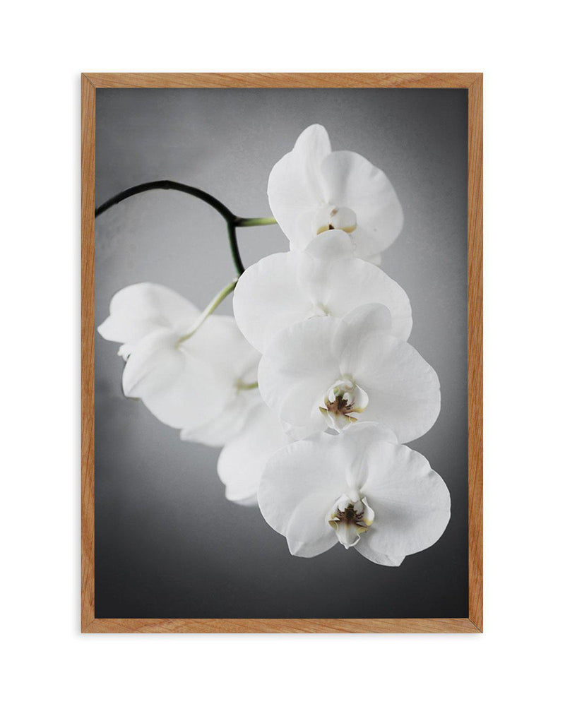 L'ombre Orchid Art Print-PRINT-Olive et Oriel-Olive et Oriel-50x70 cm | 19.6" x 27.5"-Walnut-With White Border-Buy-Australian-Art-Prints-Online-with-Olive-et-Oriel-Your-Artwork-Specialists-Austrailia-Decorate-With-Coastal-Photo-Wall-Art-Prints-From-Our-Beach-House-Artwork-Collection-Fine-Poster-and-Framed-Artwork