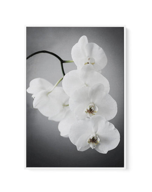 L'ombre Orchid | Framed Canvas-CANVAS-You can shop wall art online with Olive et Oriel for everything from abstract art to fun kids wall art. Our beautiful modern art prints and canvas art are available from large canvas prints to wall art paintings and our proudly Australian artwork collection offers only the highest quality framed large wall art and canvas art Australia - You can buy fashion photography prints or Hampton print posters and paintings on canvas from Olive et Oriel and have them d