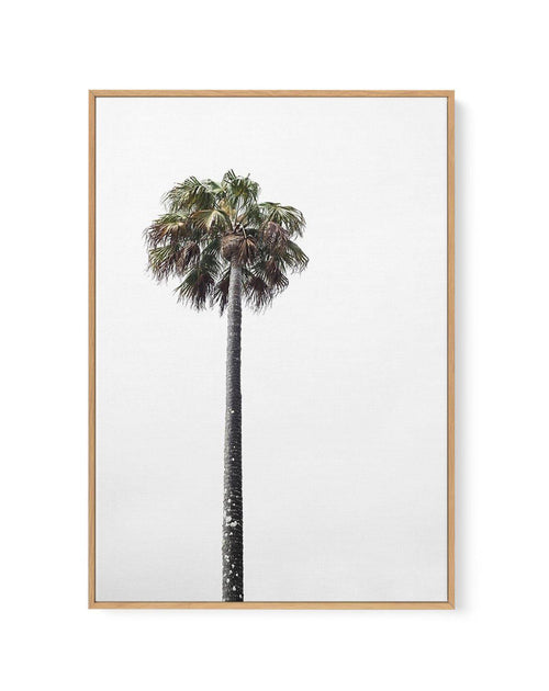 Lonesome Palm | Framed Canvas-CANVAS-You can shop wall art online with Olive et Oriel for everything from abstract art to fun kids wall art. Our beautiful modern art prints and canvas art are available from large canvas prints to wall art paintings and our proudly Australian artwork collection offers only the highest quality framed large wall art and canvas art Australia - You can buy fashion photography prints or Hampton print posters and paintings on canvas from Olive et Oriel and have them de
