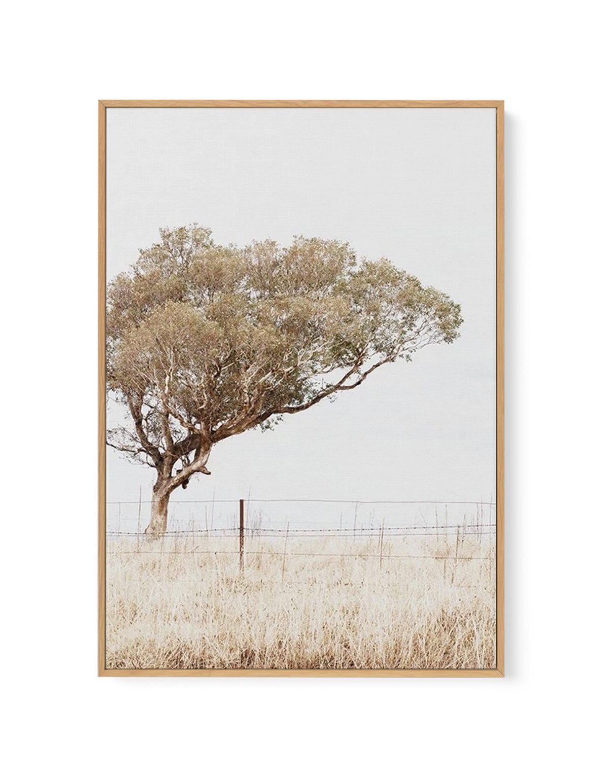 Lost In The Fields | Framed Canvas-CANVAS-You can shop wall art online with Olive et Oriel for everything from abstract art to fun kids wall art. Our beautiful modern art prints and canvas art are available from large canvas prints to wall art paintings and our proudly Australian artwork collection offers only the highest quality framed large wall art and canvas art Australia - You can buy fashion photography prints or Hampton print posters and paintings on canvas from Olive et Oriel and have th