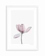 Lotus I Art Print-PRINT-Olive et Oriel-Olive et Oriel-A5 | 5.8" x 8.3" | 14.8 x 21cm-White-With White Border-Buy-Australian-Art-Prints-Online-with-Olive-et-Oriel-Your-Artwork-Specialists-Austrailia-Decorate-With-Coastal-Photo-Wall-Art-Prints-From-Our-Beach-House-Artwork-Collection-Fine-Poster-and-Framed-Artwork