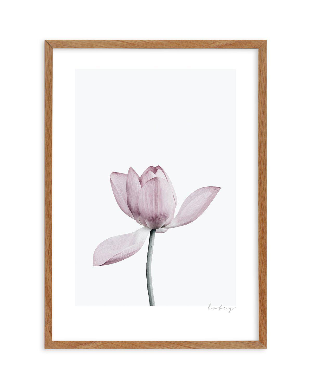 Lotus I Art Print-PRINT-Olive et Oriel-Olive et Oriel-50x70 cm | 19.6" x 27.5"-Walnut-With White Border-Buy-Australian-Art-Prints-Online-with-Olive-et-Oriel-Your-Artwork-Specialists-Austrailia-Decorate-With-Coastal-Photo-Wall-Art-Prints-From-Our-Beach-House-Artwork-Collection-Fine-Poster-and-Framed-Artwork