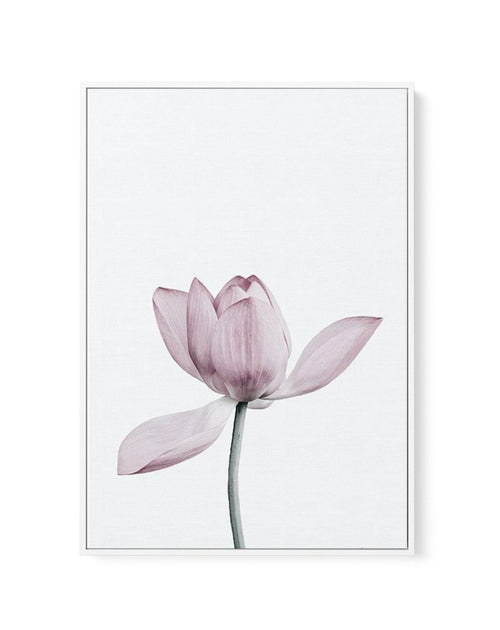 Lotus I | Framed Canvas-CANVAS-You can shop wall art online with Olive et Oriel for everything from abstract art to fun kids wall art. Our beautiful modern art prints and canvas art are available from large canvas prints to wall art paintings and our proudly Australian artwork collection offers only the highest quality framed large wall art and canvas art Australia - You can buy fashion photography prints or Hampton print posters and paintings on canvas from Olive et Oriel and have them delivere