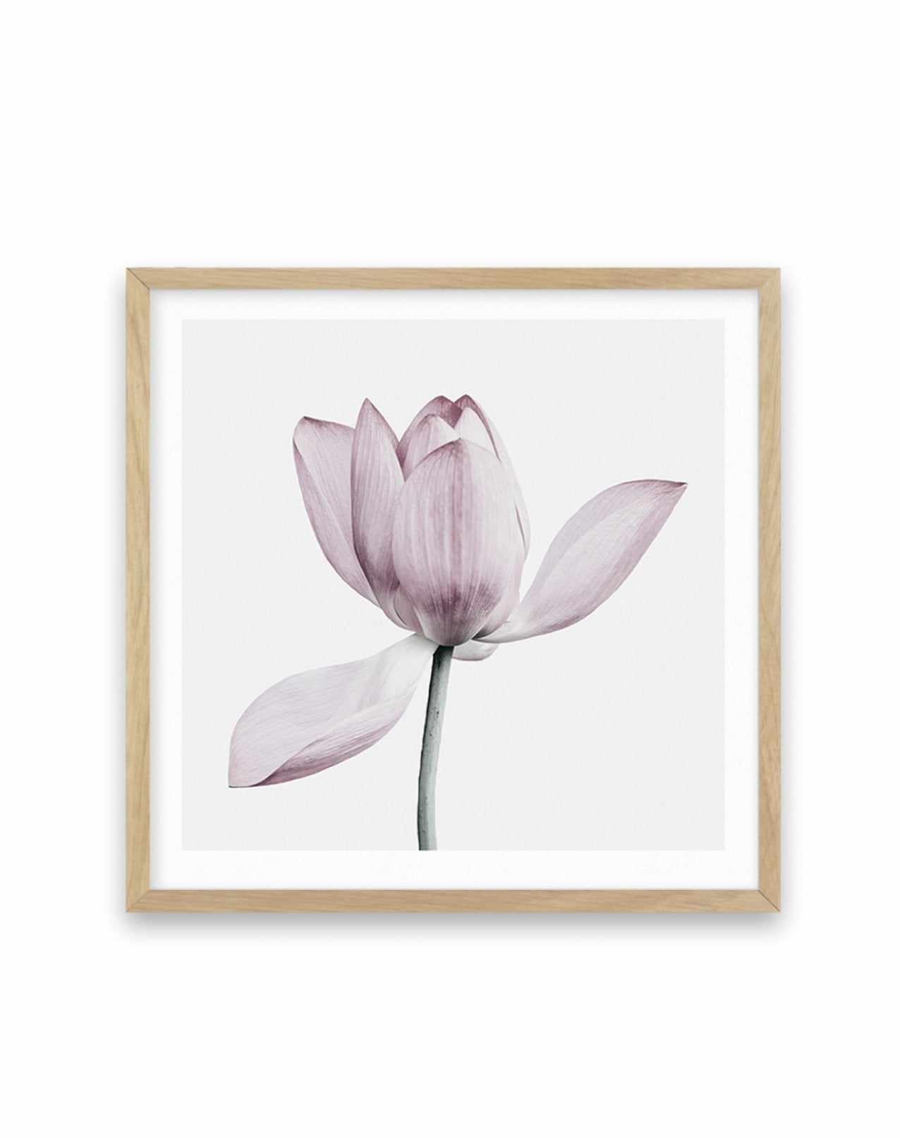 Lotus I | SQ Art Print-PRINT-Olive et Oriel-Olive et Oriel-70x70 cm | 27.5" x 27.5"-Oak-With White Border-Buy-Australian-Art-Prints-Online-with-Olive-et-Oriel-Your-Artwork-Specialists-Austrailia-Decorate-With-Coastal-Photo-Wall-Art-Prints-From-Our-Beach-House-Artwork-Collection-Fine-Poster-and-Framed-Artwork