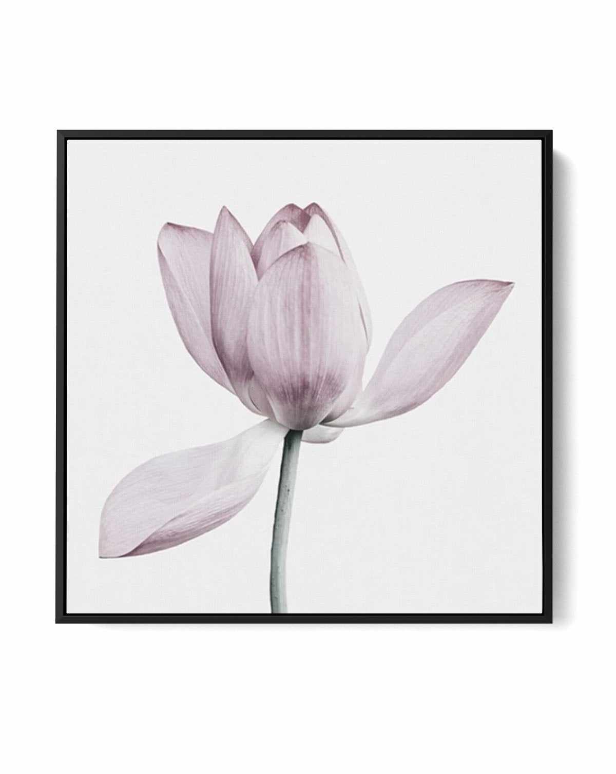 Lotus I SQ | Framed Canvas-CANVAS-You can shop wall art online with Olive et Oriel for everything from abstract art to fun kids wall art. Our beautiful modern art prints and canvas art are available from large canvas prints to wall art paintings and our proudly Australian artwork collection offers only the highest quality framed large wall art and canvas art Australia - You can buy fashion photography prints or Hampton print posters and paintings on canvas from Olive et Oriel and have them deliv