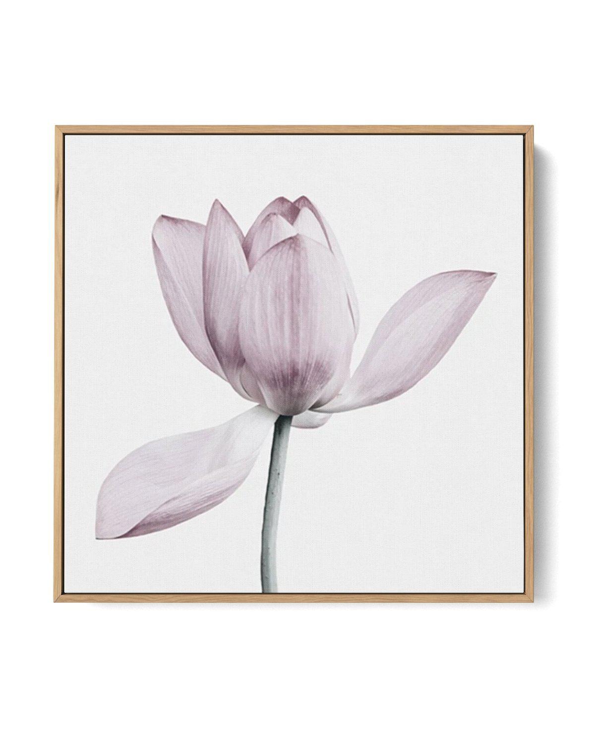 Lotus I SQ | Framed Canvas-CANVAS-You can shop wall art online with Olive et Oriel for everything from abstract art to fun kids wall art. Our beautiful modern art prints and canvas art are available from large canvas prints to wall art paintings and our proudly Australian artwork collection offers only the highest quality framed large wall art and canvas art Australia - You can buy fashion photography prints or Hampton print posters and paintings on canvas from Olive et Oriel and have them deliv