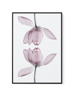 Lotus In Reflection | Framed Canvas-CANVAS-You can shop wall art online with Olive et Oriel for everything from abstract art to fun kids wall art. Our beautiful modern art prints and canvas art are available from large canvas prints to wall art paintings and our proudly Australian artwork collection offers only the highest quality framed large wall art and canvas art Australia - You can buy fashion photography prints or Hampton print posters and paintings on canvas from Olive et Oriel and have t