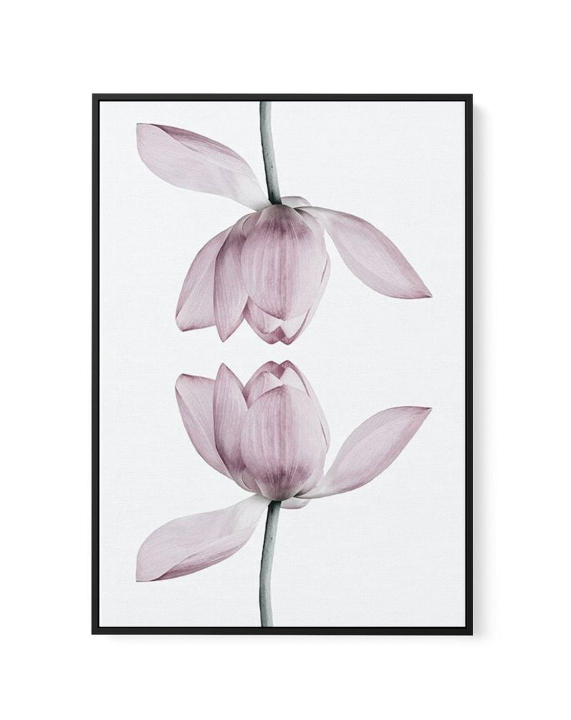 Lotus In Reflection | Framed Canvas-CANVAS-You can shop wall art online with Olive et Oriel for everything from abstract art to fun kids wall art. Our beautiful modern art prints and canvas art are available from large canvas prints to wall art paintings and our proudly Australian artwork collection offers only the highest quality framed large wall art and canvas art Australia - You can buy fashion photography prints or Hampton print posters and paintings on canvas from Olive et Oriel and have t