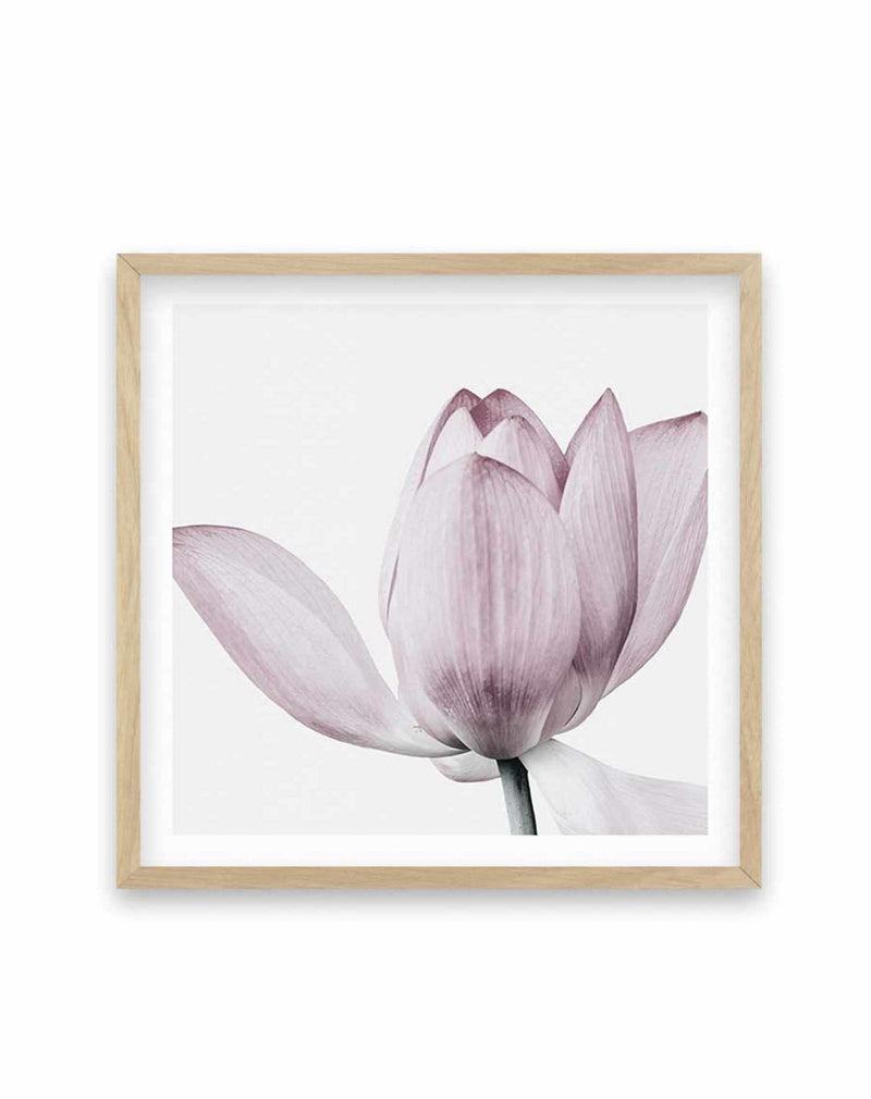 Lotus No II | SQ Art Print-PRINT-Olive et Oriel-Olive et Oriel-70x70 cm | 27.5" x 27.5"-Oak-With White Border-Buy-Australian-Art-Prints-Online-with-Olive-et-Oriel-Your-Artwork-Specialists-Austrailia-Decorate-With-Coastal-Photo-Wall-Art-Prints-From-Our-Beach-House-Artwork-Collection-Fine-Poster-and-Framed-Artwork