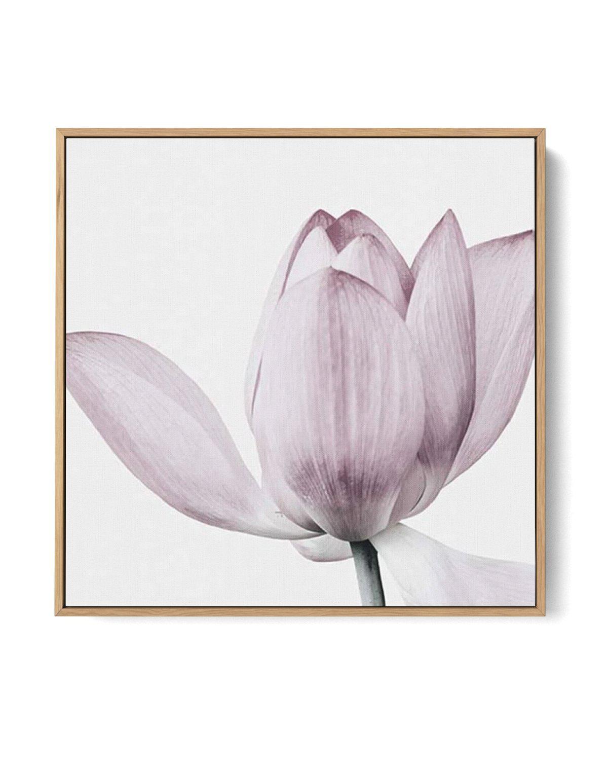 Lotus No II SQ | Framed Canvas-CANVAS-You can shop wall art online with Olive et Oriel for everything from abstract art to fun kids wall art. Our beautiful modern art prints and canvas art are available from large canvas prints to wall art paintings and our proudly Australian artwork collection offers only the highest quality framed large wall art and canvas art Australia - You can buy fashion photography prints or Hampton print posters and paintings on canvas from Olive et Oriel and have them d