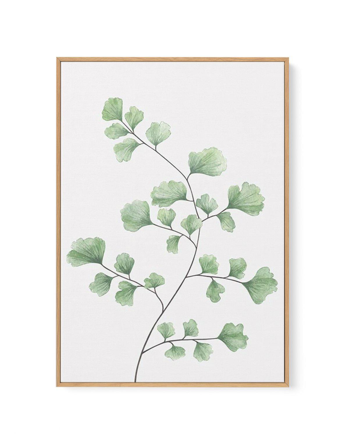 Maidenhair Fern | Framed Canvas-CANVAS-You can shop wall art online with Olive et Oriel for everything from abstract art to fun kids wall art. Our beautiful modern art prints and canvas art are available from large canvas prints to wall art paintings and our proudly Australian artwork collection offers only the highest quality framed large wall art and canvas art Australia - You can buy fashion photography prints or Hampton print posters and paintings on canvas from Olive et Oriel and have them 