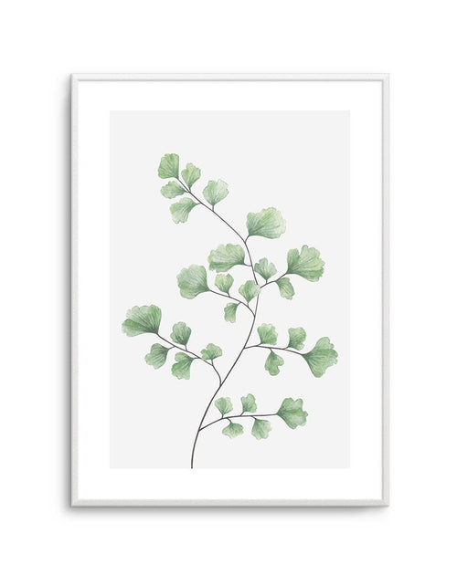 Maidenhair Fern I Art Print-PRINT-Olive et Oriel-Olive et Oriel-A4 | 8.3" x 11.7" | 21 x 29.7cm-Unframed Art Print-With White Border-Buy-Australian-Art-Prints-Online-with-Olive-et-Oriel-Your-Artwork-Specialists-Austrailia-Decorate-With-Coastal-Photo-Wall-Art-Prints-From-Our-Beach-House-Artwork-Collection-Fine-Poster-and-Framed-Artwork
