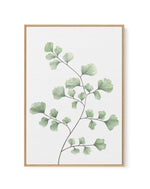 Maidenhair Fern I | Framed Canvas-CANVAS-You can shop wall art online with Olive et Oriel for everything from abstract art to fun kids wall art. Our beautiful modern art prints and canvas art are available from large canvas prints to wall art paintings and our proudly Australian artwork collection offers only the highest quality framed large wall art and canvas art Australia - You can buy fashion photography prints or Hampton print posters and paintings on canvas from Olive et Oriel and have the