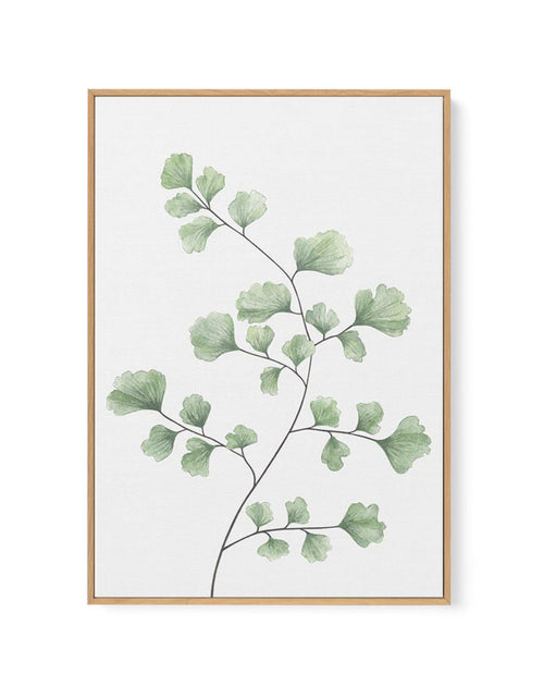 Maidenhair Fern I | Framed Canvas-CANVAS-You can shop wall art online with Olive et Oriel for everything from abstract art to fun kids wall art. Our beautiful modern art prints and canvas art are available from large canvas prints to wall art paintings and our proudly Australian artwork collection offers only the highest quality framed large wall art and canvas art Australia - You can buy fashion photography prints or Hampton print posters and paintings on canvas from Olive et Oriel and have the