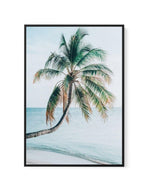 Maldivian Palm I | Framed Canvas-CANVAS-You can shop wall art online with Olive et Oriel for everything from abstract art to fun kids wall art. Our beautiful modern art prints and canvas art are available from large canvas prints to wall art paintings and our proudly Australian artwork collection offers only the highest quality framed large wall art and canvas art Australia - You can buy fashion photography prints or Hampton print posters and paintings on canvas from Olive et Oriel and have them