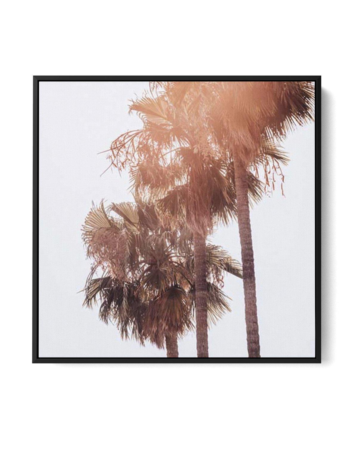 Malibu-Palms-SQ-CANVAS-You can shop wall art online with Olive et Oriel for everything from abstract art to fun kids wall art. Our beautiful modern art prints and canvas art are available from large canvas prints to wall art paintings and our proudly Australian artwork collection offers only the highest quality framed large wall art and canvas art Australia - You can buy fashion photography prints or Hampton print posters and paintings on canvas from Olive et Oriel and have them delivered to you