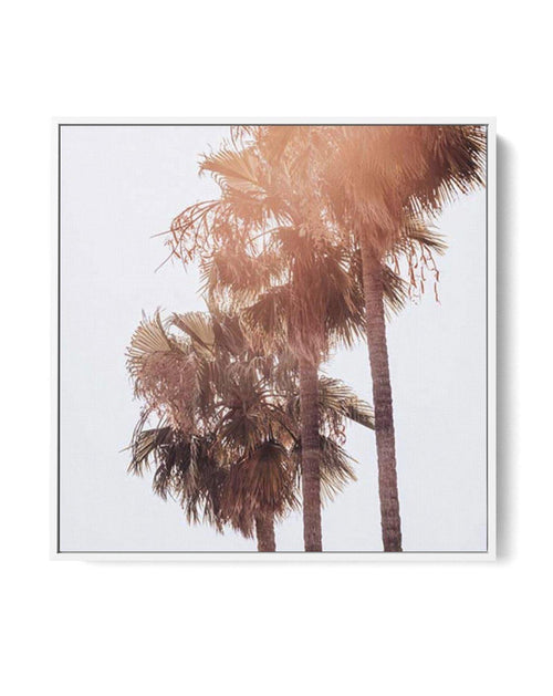 Malibu-Palms-SQ-CANVAS-You can shop wall art online with Olive et Oriel for everything from abstract art to fun kids wall art. Our beautiful modern art prints and canvas art are available from large canvas prints to wall art paintings and our proudly Australian artwork collection offers only the highest quality framed large wall art and canvas art Australia - You can buy fashion photography prints or Hampton print posters and paintings on canvas from Olive et Oriel and have them delivered to you
