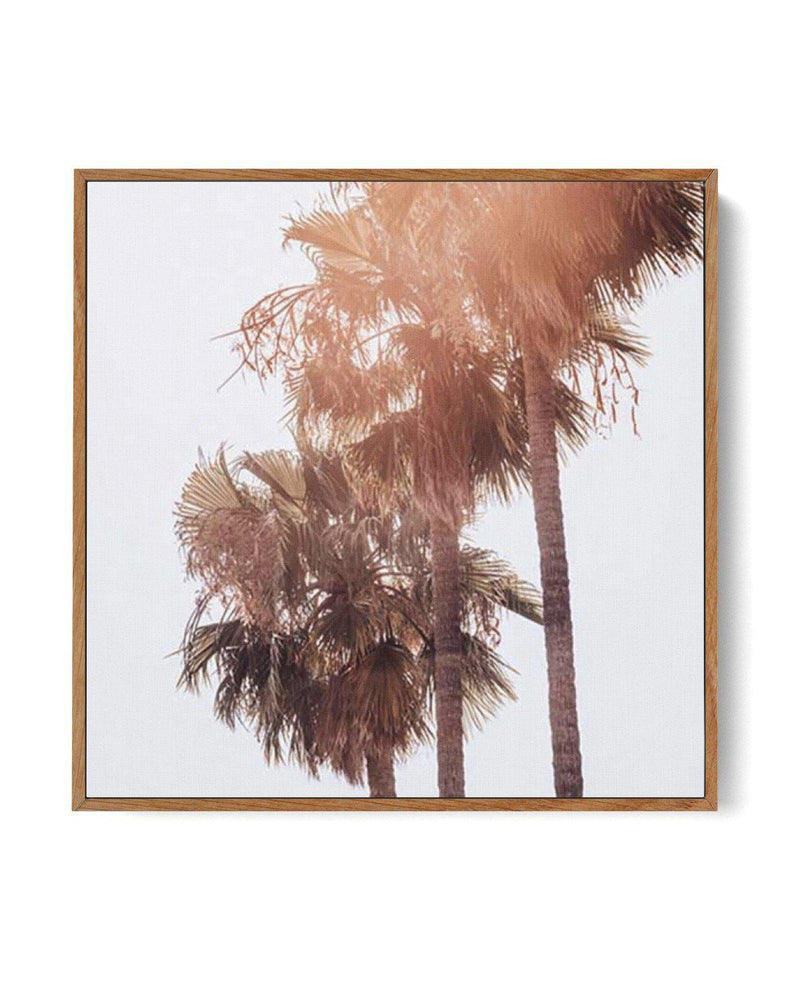 Malibu Palms SQ | Framed Canvas-CANVAS-You can shop wall art online with Olive et Oriel for everything from abstract art to fun kids wall art. Our beautiful modern art prints and canvas art are available from large canvas prints to wall art paintings and our proudly Australian artwork collection offers only the highest quality framed large wall art and canvas art Australia - You can buy fashion photography prints or Hampton print posters and paintings on canvas from Olive et Oriel and have them 