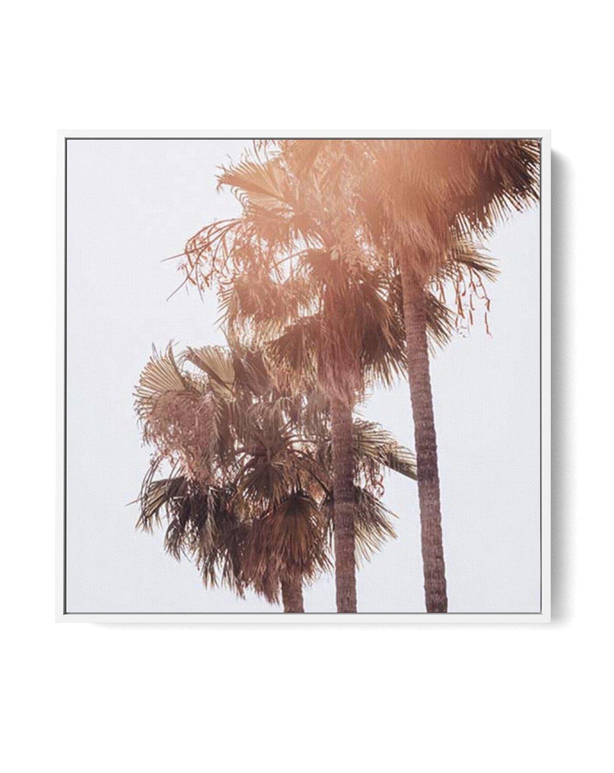 Malibu Palms SQ | Framed Canvas-CANVAS-You can shop wall art online with Olive et Oriel for everything from abstract art to fun kids wall art. Our beautiful modern art prints and canvas art are available from large canvas prints to wall art paintings and our proudly Australian artwork collection offers only the highest quality framed large wall art and canvas art Australia - You can buy fashion photography prints or Hampton print posters and paintings on canvas from Olive et Oriel and have them 