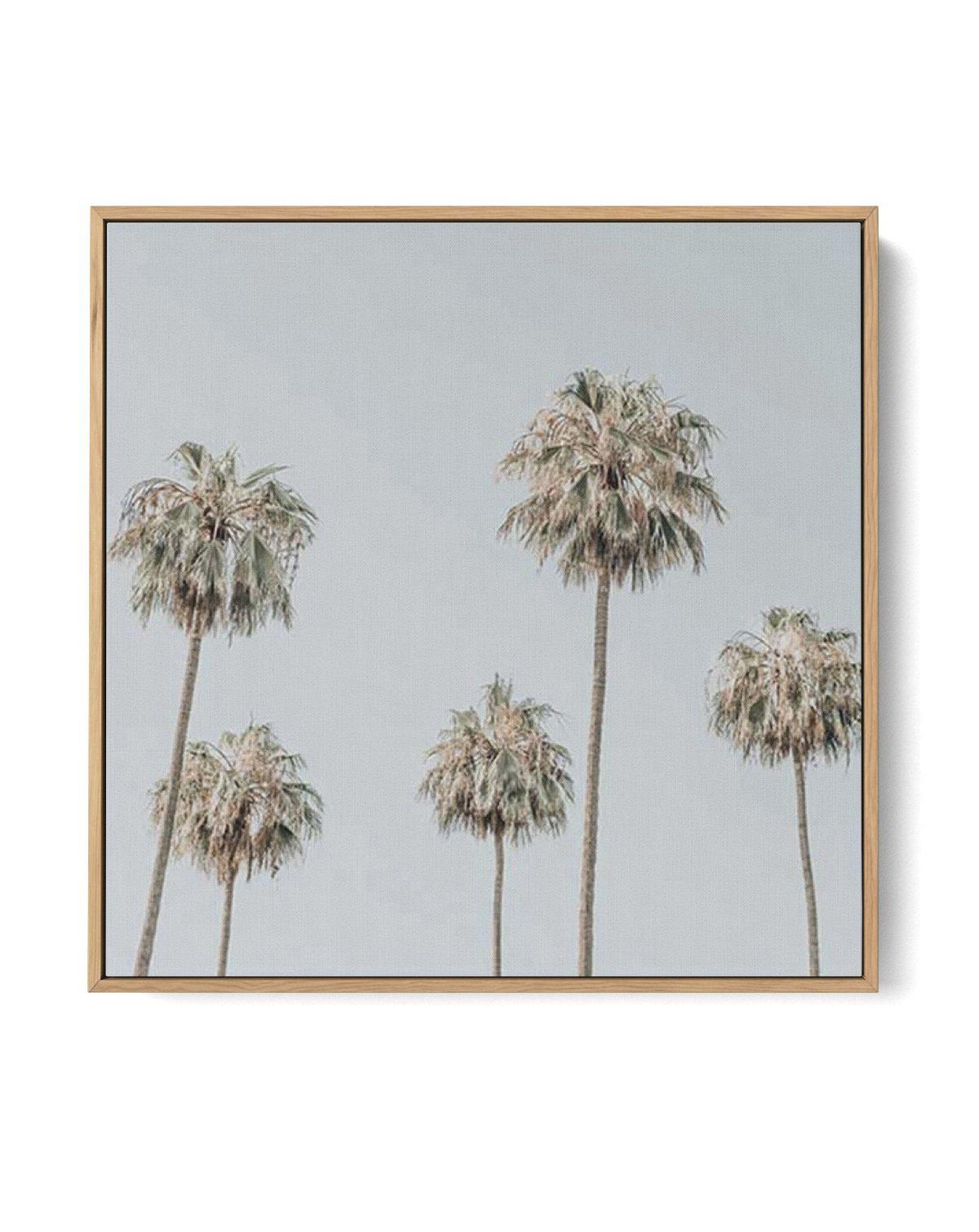 Melrose Ave Palms SQ | Framed Canvas-CANVAS-You can shop wall art online with Olive et Oriel for everything from abstract art to fun kids wall art. Our beautiful modern art prints and canvas art are available from large canvas prints to wall art paintings and our proudly Australian artwork collection offers only the highest quality framed large wall art and canvas art Australia - You can buy fashion photography prints or Hampton print posters and paintings on canvas from Olive et Oriel and have 