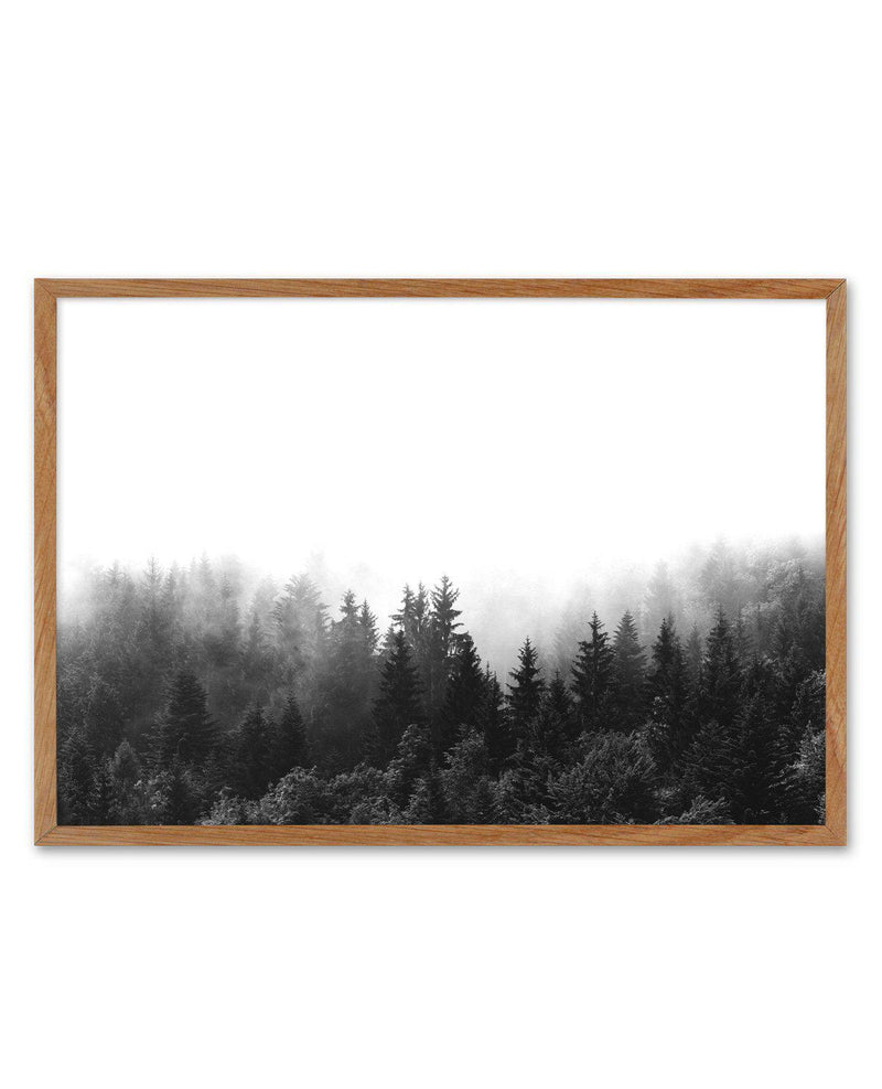 Misty Forest B&W | LS - Olive et Oriel