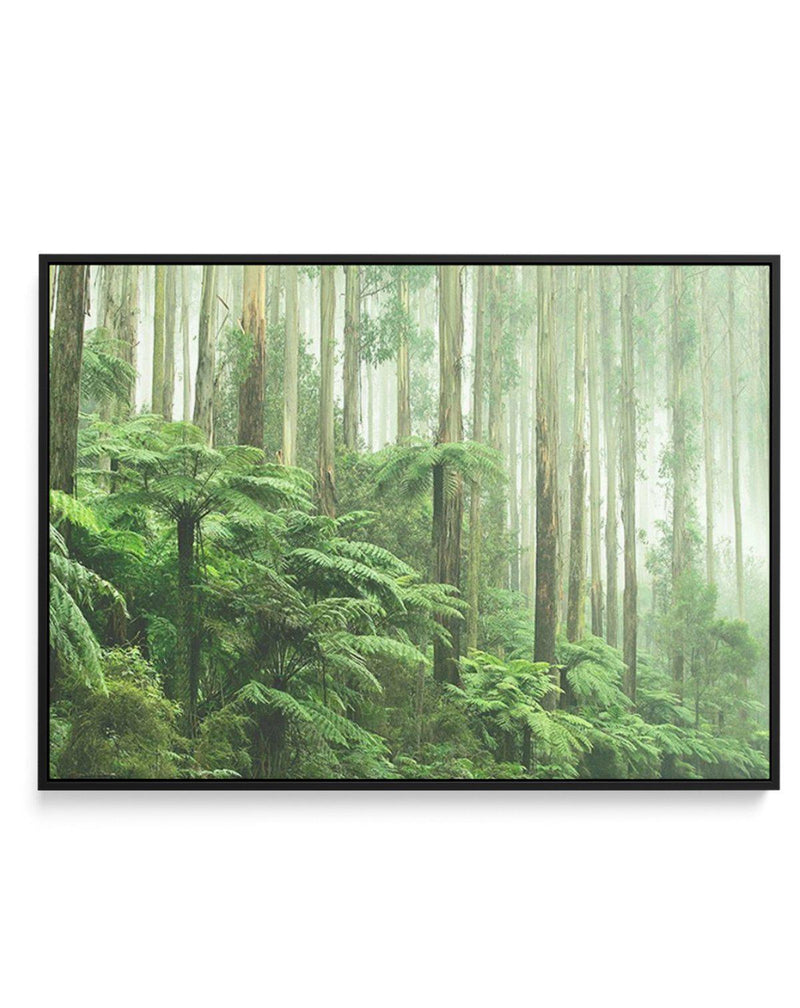 Misty Forest, Healesville Victoria | Framed Canvas-CANVAS-You can shop wall art online with Olive et Oriel for everything from abstract art to fun kids wall art. Our beautiful modern art prints and canvas art are available from large canvas prints to wall art paintings and our proudly Australian artwork collection offers only the highest quality framed large wall art and canvas art Australia - You can buy fashion photography prints or Hampton print posters and paintings on canvas from Olive et O